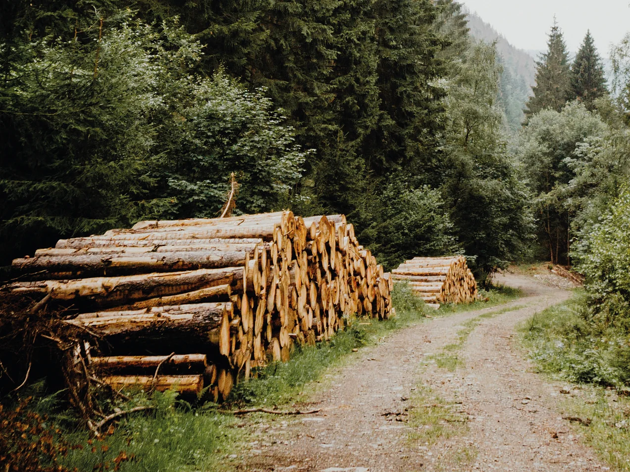 Holzkamine