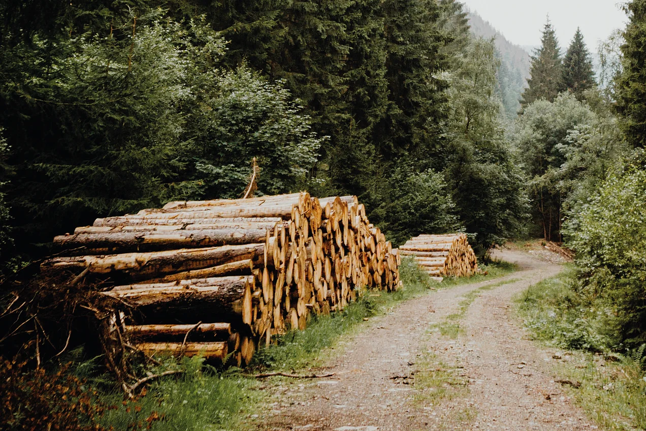 Holzkamine